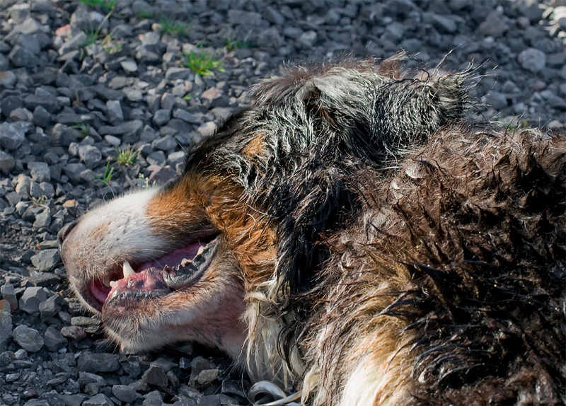Anton Geldern Straßenmaler D35_9828 als Smart-Objekt-1 Kopie.jpg - Anton liegt den restlichen Tag im Halbschatten und schnarcht vor sich hin